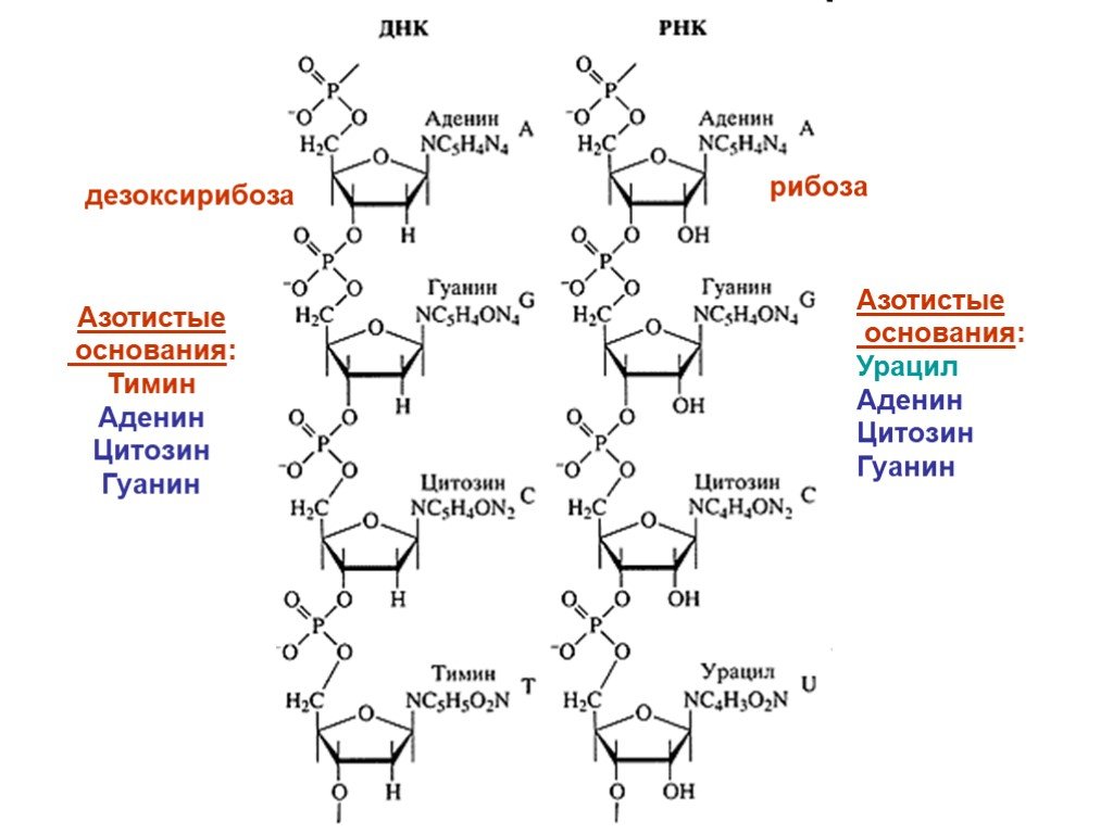 Рнк гуанин цитозин. Аденин цитозин гуанин урацил цепочка. Структура участка ДНК аденин Тимин гуанин. Цепочка ДНК аденин Тимин. Аденин гуанин цитозин Тимин структурные формулы.