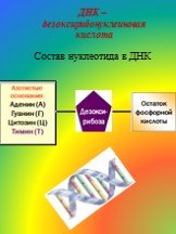 ДНК – дезоксирибонуклеиновая кислота. Состав нуклеотида в ДНК