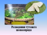 Розведення тутового шовкопряда