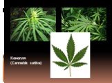 Конопля (Cannabis sativa)