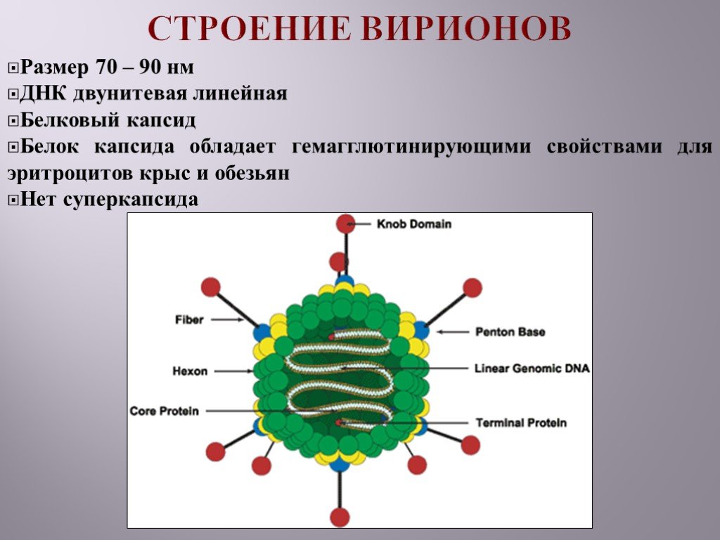 Белковый капсид. Капсид вируса гриппа. Строение вириона. Структура вириона. Вирион это микробиология.