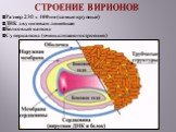 Размер 230 х 400 нм (самые крупные) ДНК двунитевая линейная Белковый капсид Суперкапсид (очень сложного строения)