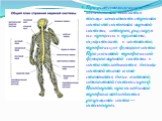 При рентгенологическом исследовании выявляется также зависимость строения кости от состояния нервной системы, которая, регулируя все процессы в организме, осуществляет, в частности, трофическую функцию кости. При усиленной трофической функции нервной системы в кости откладывается больше костной ткан