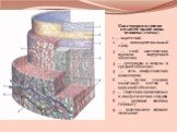 Конструкция стенки нижней полой вены человека (схема). 1 — эндотелий; 2 — попэндотелиальный слой; 3 — слой эластических волокон внутренней оболочки; 4 — артериолы и венулы в средней оболочке; 5 — есть лимфатических капилляров; 6 — пучки гладких мышечных клеток в наружной оболочке; 7 — сплетения кров