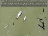 Мертвая рыба плавает в водах реки Марчал. Чтобы снизить высокий уровень щелочности токсичных отходов, в загрязненные притоки Дуная аварийные службы сыпали гипс и уксус. В итоге удалось достичь относительно небольшого уровня pH, однако рыба и водоросли в реках погибли