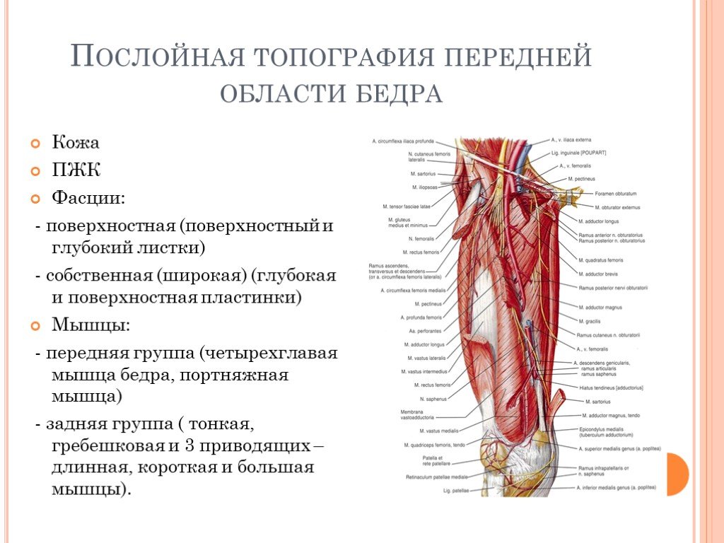 Гунтеров канал. Мышцы нижней конечности топографическая анатомия. Топографическая анатомия нижней конечности. Бедро (передняя область). Передняя область бедра послойное строение. Передняя поверхность бедра топографическая анатомия мышцы.