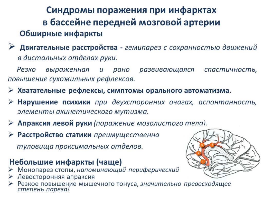 Мозговое кровообращение неврология