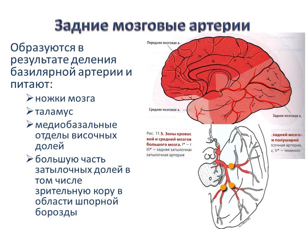 Артерии головного мозга симптомы. Область кровоснабжения задней мозговой артерии. Бассейн средней мозговой артерии. Задние отделы теменной доли кровоснабжение. Инсульт передней мозговой артерии симптомы.