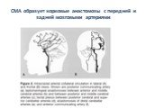 СМА образует корковые анастомозы с передней и задней мозговыми артериями
