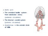 Aortic arch The vertebral basilar system- from subclavian artery (posterior circulation) The internal carotid system (anterior circulation) Anastomose in the arterial circle of Willis.