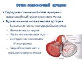 Ветви позвоночной артерии. Передняя спинномозговая артерия – верхнешейный отдел спинного мозга Задняя нижняя мозжечковая артерия: Базальная часть полушарий мозжечка Нижняя часть червя Часть мозжечковых ядер Сосудистое сплетение IV желудочка Заднебоковая часть продолговатого мозга