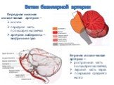 Ветви базилярной артерии. Передняя нижняя мозжечковая артерия – клочок передняя часть полушария мозжечка артерия лабиринта – внутреннее ухо. Верхняя мозжечковая артерия – ростральная часть полушария мозжечка, верхняя часть червя покрышка среднего мозга