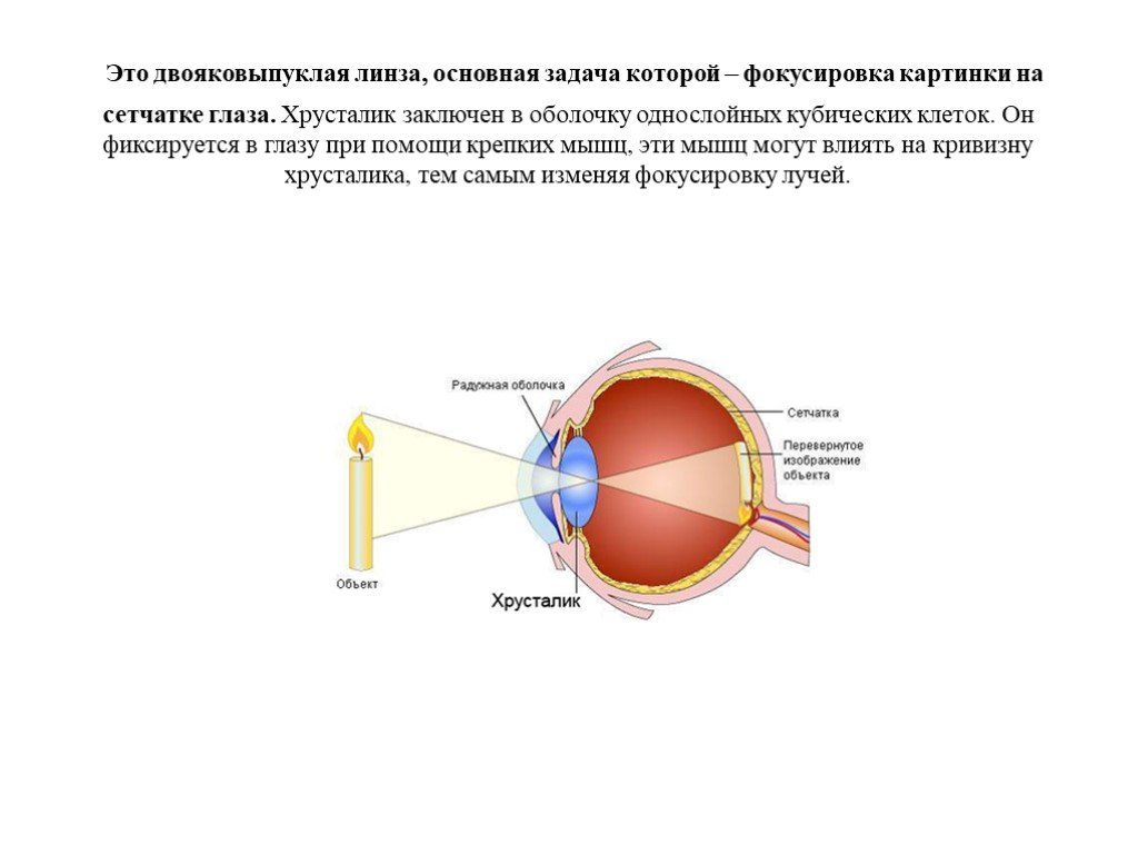 Фокусировка лучей света на внутренней поверхности глазного. Хрусталик двояковыпуклая линза. Фокусировка изображения на сетчатке. Фокусирует изображение на сетчатку. Изображение на сетчатке глаза.
