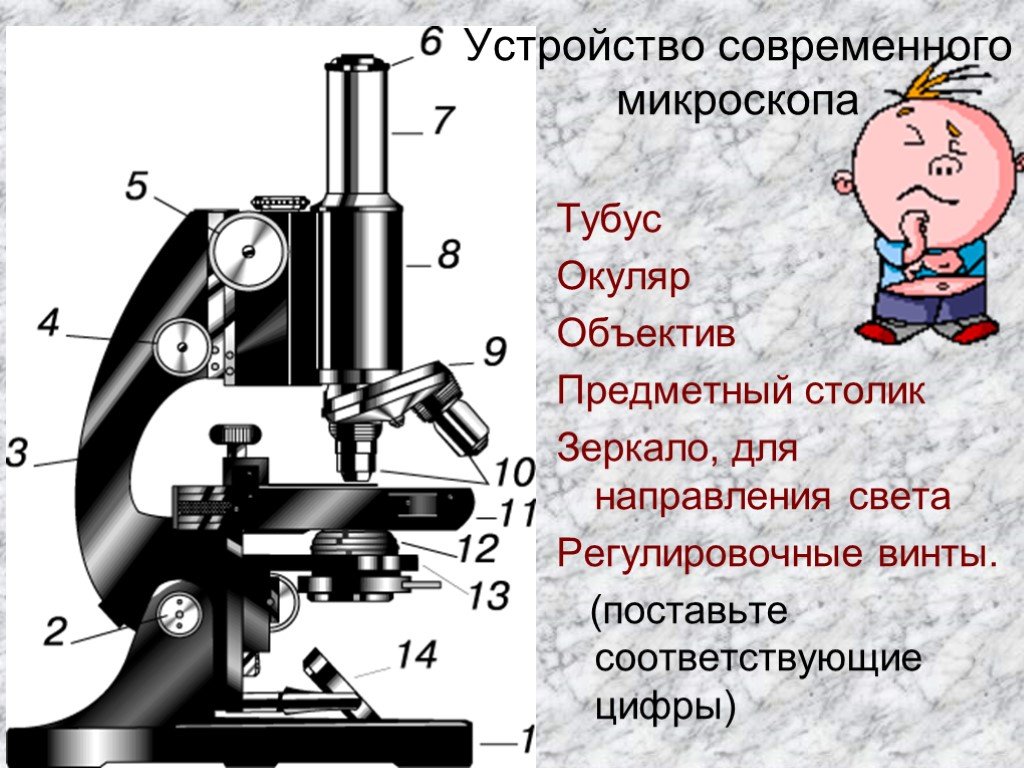 Какую функцию зеркало в микроскопе. Строение микроскопа регулировочный винт. Строение микроскопа тубус функция. Что такое регулировочный винт в микроскопе 5 класс. Строение окуляра микроскопа.