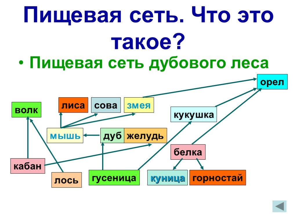 Схема пищевой сети