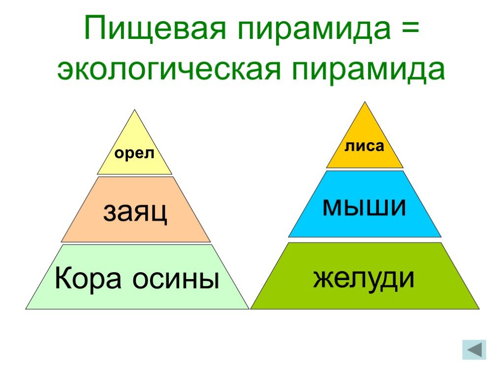 Пирамида сети. Пищевые пирамиды в экологии. Пищевая пирамида экологическая пирамида. Составление экологической пирамиды. Экологические пирамиды примеры.