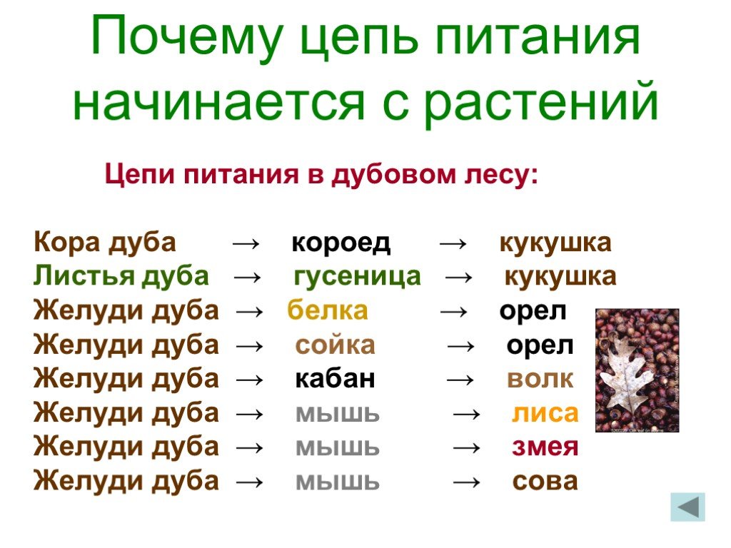 Цепи питания характерной для лесного. Схема цепи питания характерной для лесного сообщества. Как составить цепь питания. Цепь питания начало с растений. Цепи питания начиная с травы.