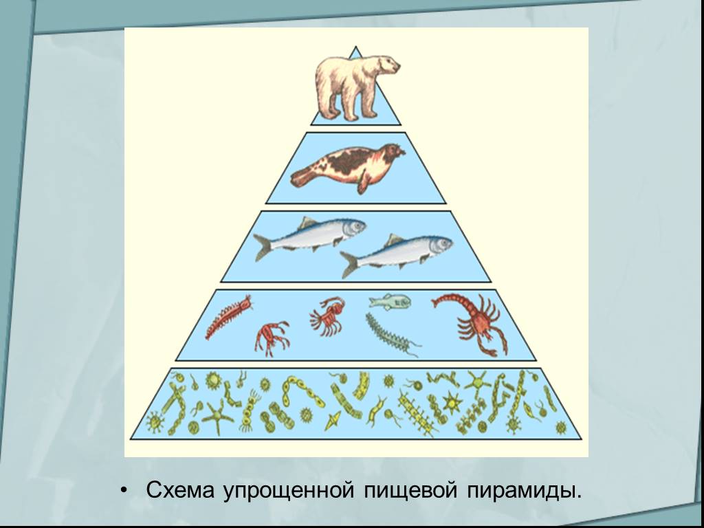 Пирамиды биология 11 класс