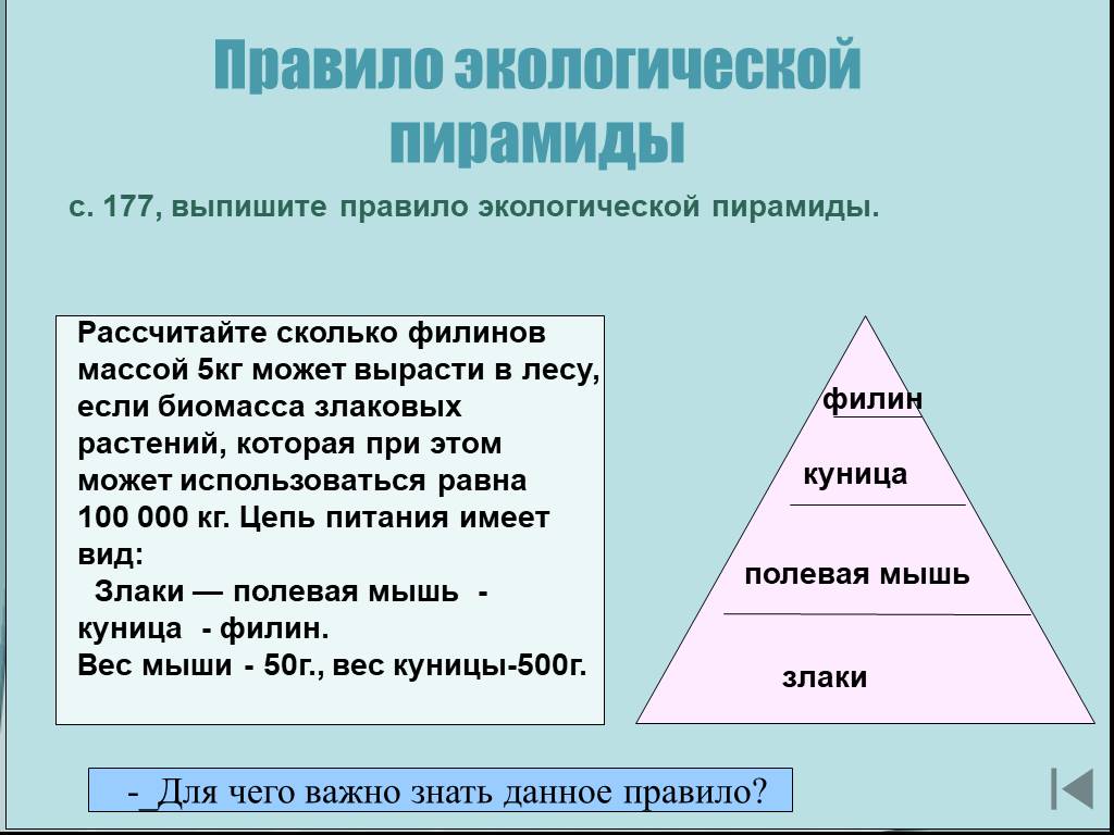 Правило 10 почему. Правило экологической пирамиды. Экологическая пирамида. Закономерность экологической пирамиды. Экологическая пирамида 11 класс.