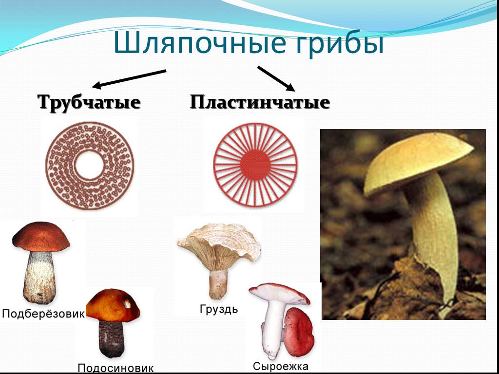 Подберезовик трубчатый или пластинчатый. Груздь трубчатый или пластинчатый гриб. Грибы строение шляпочных грибов. Шляпочные грибы пластинчатые грибы. Шляпочные грибы трубчатые и пластинчатые.