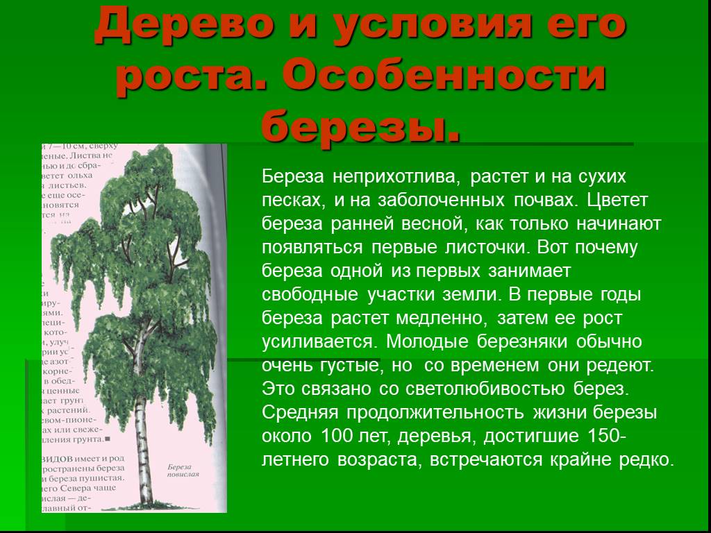 Дерево условий. Доклад про березу. Береза особенности дерева. Реферат про березу. Сообщение берёза описание.