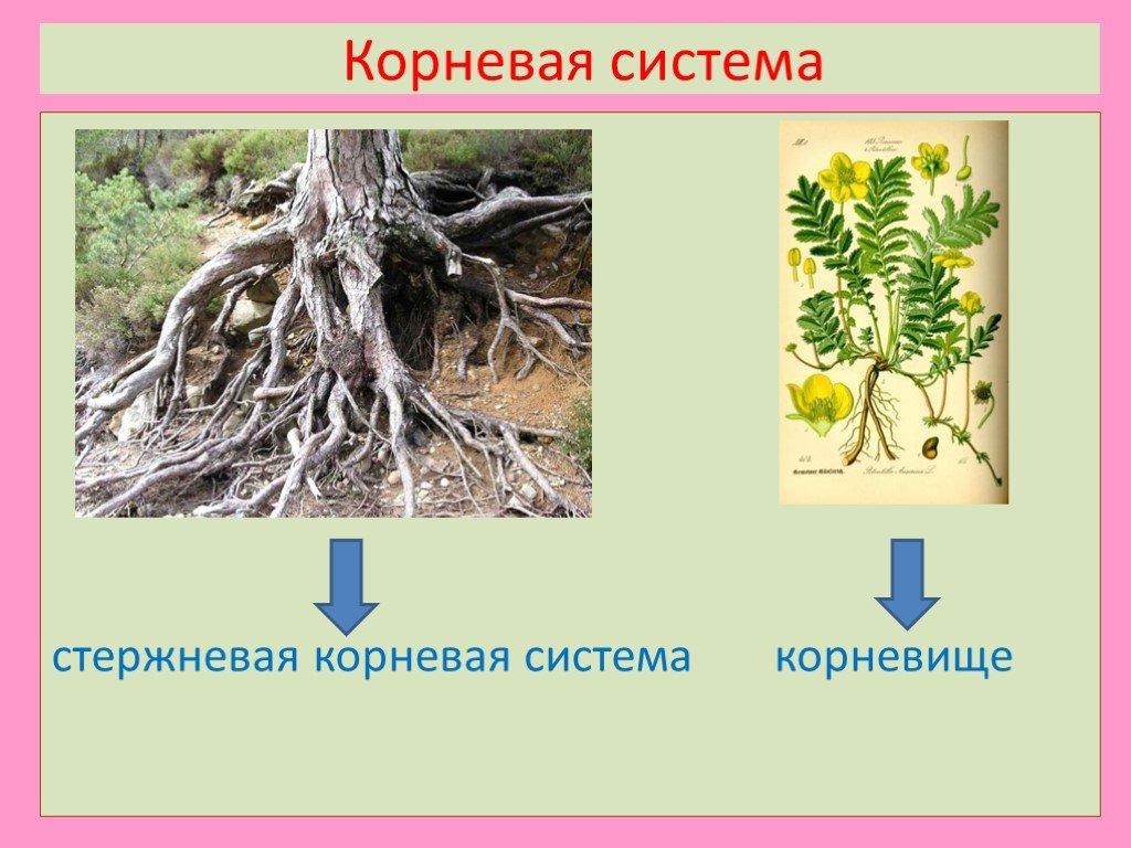 Розоцветные корневые. Розоцветные корневая система. Корневая система Розоцве ных. Розоцветные корень. Семейство Розоцветные корневая система.