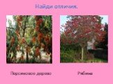Найди отличия. Персиковое дерево Рябина