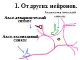 1. От других нейронов. Аксо-соматический синапс. Аксо-дендритический синапс. Аксо-аксональный синапс