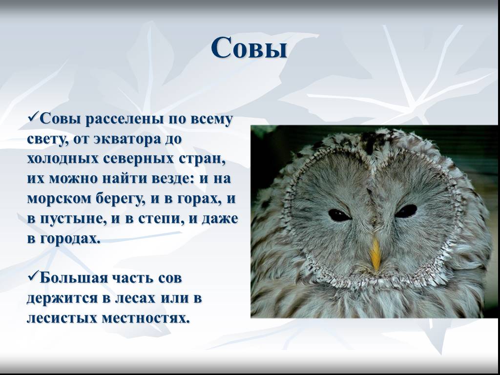 Сова рассказ 2 класс. Информация о сове. Сова для презентации. Рассказ про сову. Описание Совы.