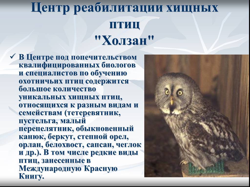 Центра реабилитации хищных птиц. Центр реабилитации хищных птиц Холзан. Продолжительность жизни хищных птиц. Презентация на тему Хищные птицы. Хищные птицы доклад.