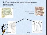 4. Группы клеток многоклеточного организма. Клетки листа Грибы Дрожжи Мукор. Гладкие мышцы человека