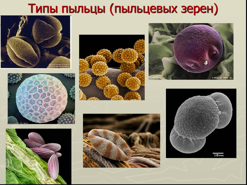 Пыльца число. Пыльцевые зерна растений атлас. Типы пыльцевых зерен. Строение пыльцы под микроскопом. Пыльца растений под микроскопом.