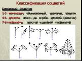 Цимоидные соцветия 1-3- монохазии: обыкновенный, извилина, завиток 4-6- дихазии: прост., дв. и ройн. дихазий (завиток) 7-8-плейохазии: простой и двойной плейохазий