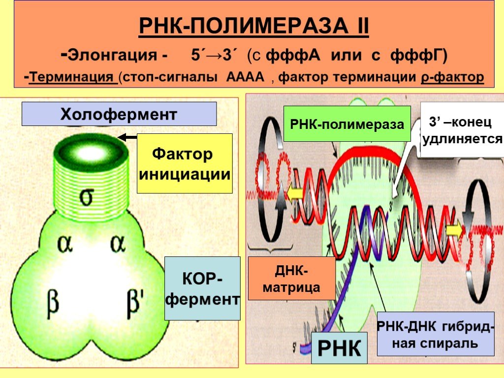Рнк полимераза участвует. Строение РНК полимеразы 1. Структура РНК полимеразы. РНК полимераза 2. РНК полимер.