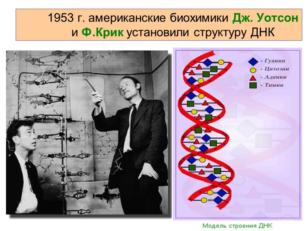 Дж крик. Открытие структуры молекулы ДНК (Уотсон и крик, 1953). Дж Уотсон и ф крик. Структура ДНК 1953. Открытие структуры ДНК Уотсоном, крик Франклин.