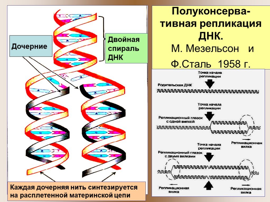 Процесс разрезания молекулы днк. Мезельсон и сталь репликация ДНК. Двойная спираль молекулы ДНК. Структура двойной спирали ДНК. Репликация молекулы ДНК.