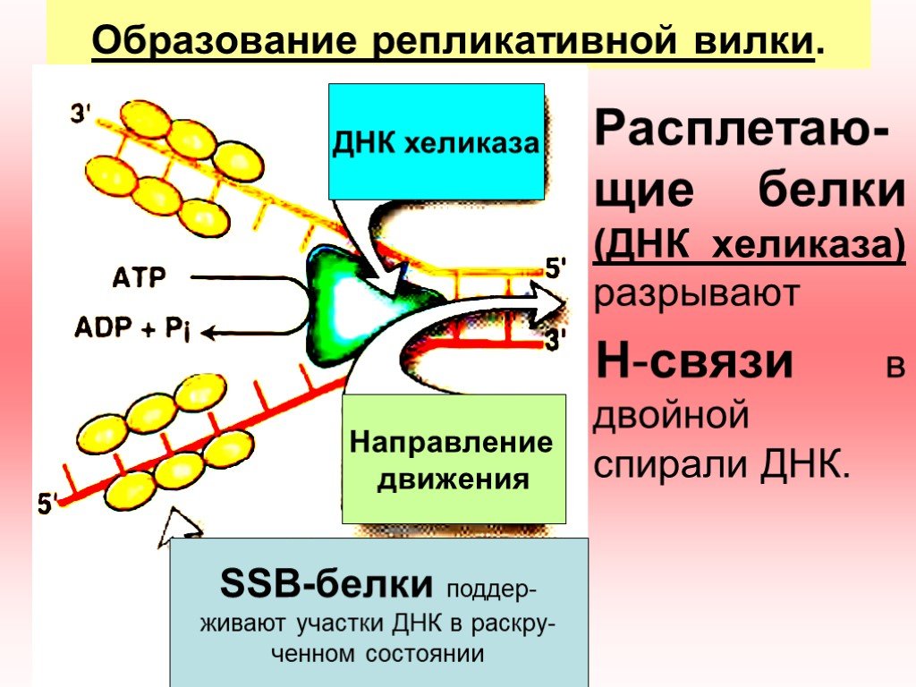 Ssb белок. ДНК хеликаза. Белки ДНК. Формирование репликативной вилки.