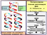 Полуконсерва-тивная репликация ДНК. М. Мезельсон и Ф.Сталь 1958 г. ппп Дочерние. Каждая дочерняя нить синтезируется на расплетенной материнской цепи. Двойная спираль ДНК
