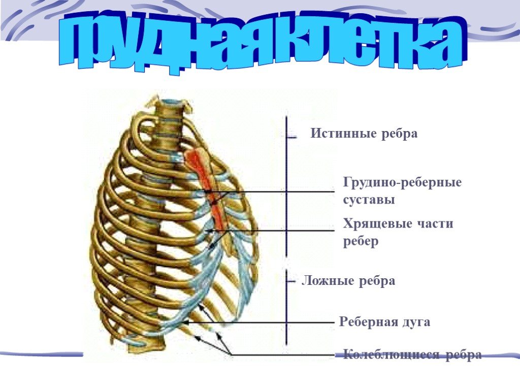 Ребро отдел скелета. Хрящи 8-10 ребер. Реберная дуга анатомия человека. Строение грудной клетки ребра и Грудина их соединения. Истинные ложные и колеблющиеся ребра на грудной клетке.