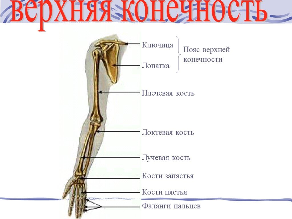 Функции костей верхних конечностей человека. Лучевая кость верхней конечности. Опорно двигательная система пояс верхней конечности. Кости верхней конечности и их соединения. Пояс верхних конечностей человека.