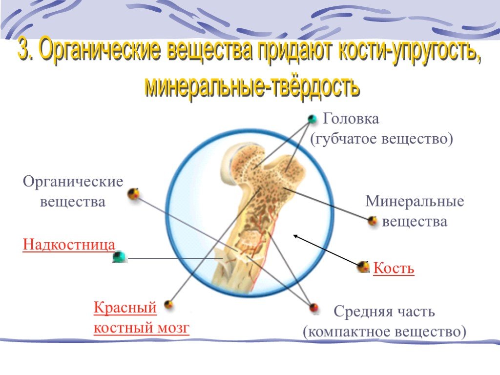 Гибкость и упругость придают костям. Органические вещества придают костям. Упругость кости придает органическое вещество. Губчатое вещество придает кости. Минеральные вещества придают костям.