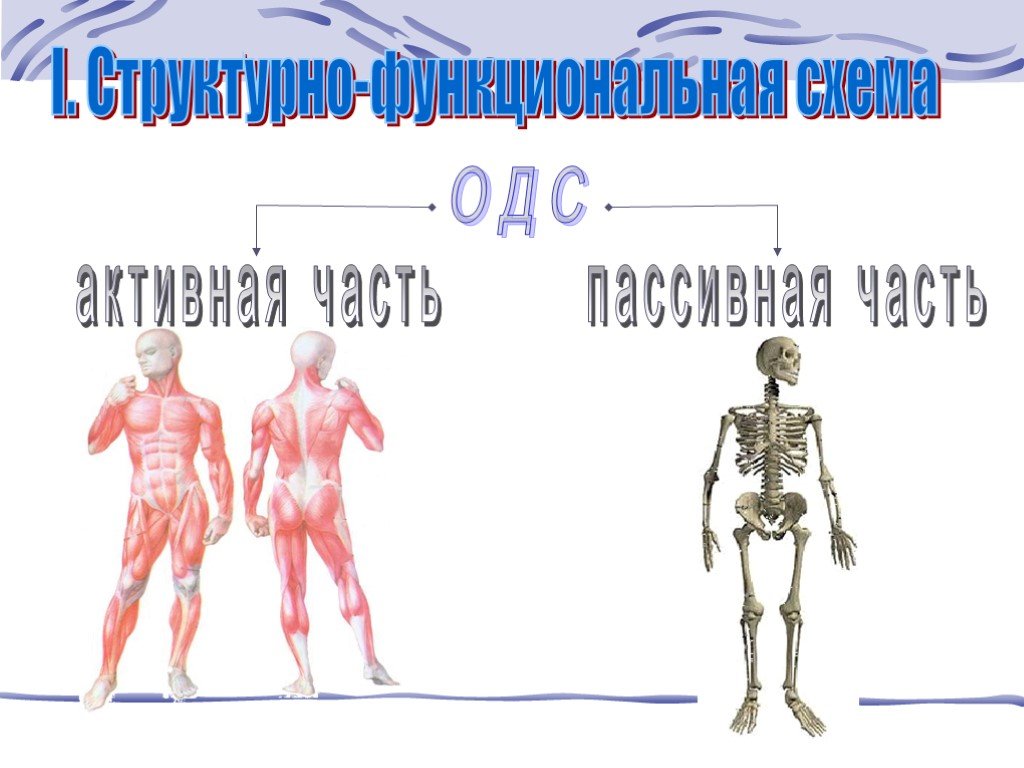 Контрольная работа по биологии опорно двигательная система. Пассивная часть опорно двигательной системы. Опорно двигательная система активная и пассивная часть. Пассивная активная часть двигательного аппарата. Функции пассивной части опорно-двигательной системы.