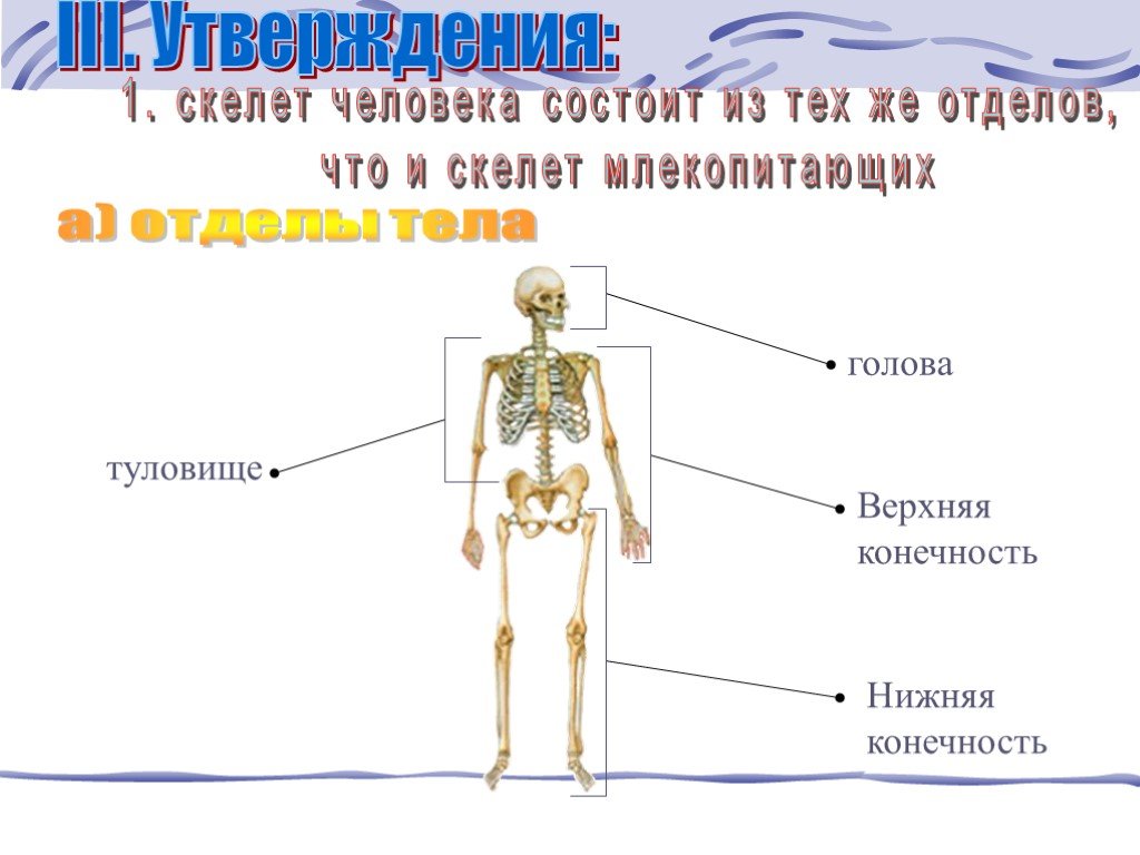 Головной отдел скелета. Отделы скелета. Из чего состоит скелет человека. Скелет человека состоит из отделов. Отделы тела туловище.