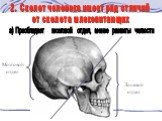 Мозговой отдел Лицевой отдел. 2. Скелет человека имеет ряд отличий от скелета млекопитающих. а) Преобладает мозговой отдел, менее развиты челюсти