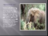 Африканский слон. Старые особи африканского слона достигают массы 7,5 тонн, а их высота - 4 м в плечах. Живут слоны 60-70 лет. В среднем самцы весят порядка 5, а самки - 3 тонн. Главное оружие слонов - бивни, длина которых составляет 3-3,5 м при массе 100 кг. Рекорд составляет 4,1 м при массе 225 кг