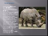 Белый носорог. Длина тела: 2,9-3,1 метра Вес: 900-1300 кг Продолжительность жизни: 30-35 лет Носороги чаще всего живут в лесистой саванне. У них не очень хорошее зрение, но оно компенсируется хорошо развитым обонянием и слухом. Днем носороги спят или принимают грязевые ванны, есть начинают с приходо