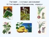 Растения , о которых рассказывает В.П.Астафьев в «Оде русскому огороду»