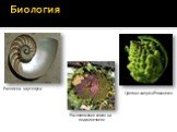 Биология. Раковина наутилуса Цветная капуста Романеско Расположение семян на подсолнечнике