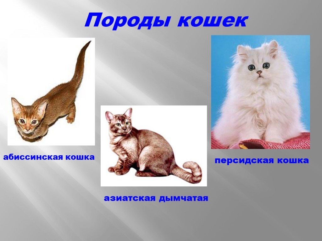 Слова породы кошек. Породы кошек с названиями. Породы кошек с фотографиями и названиями пород. Породы кошек домашних название. Породы кошек презентация.