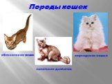 Породы кошек. абиссинская кошка. азиатская дымчатая. персидская кошка
